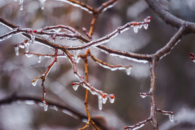 Close-up of frozen plant