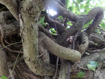 Close-up of tree trunk