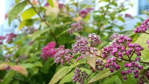 Close-up of pink flowering plant