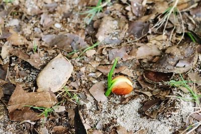 Close-up of leaves on ground