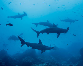 View of fish underwater