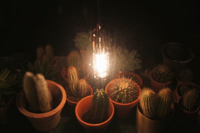 Close-up of potted cactus plants