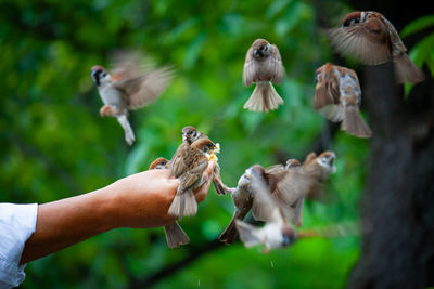 Sparrow in a hand