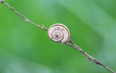 Close-up of snail on leaf