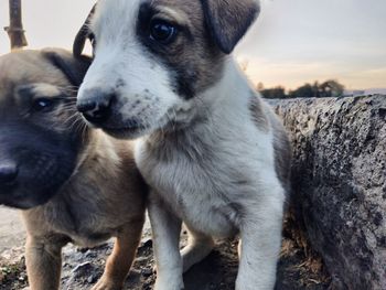 Close-up of dog looking away