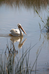 Duck in a lake