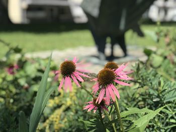 Close-up of pink flowering plant in park