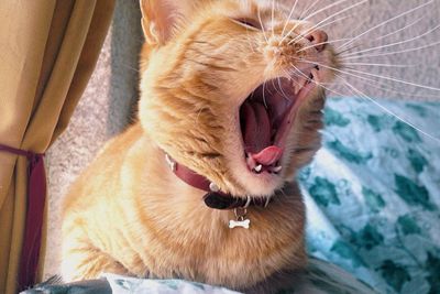 Close-up of ginger cat yawning