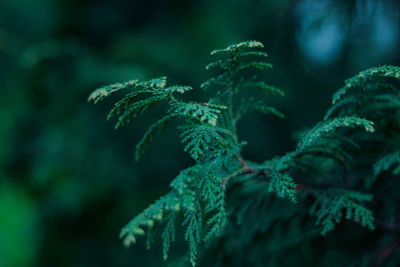 Close-up of fern in forest