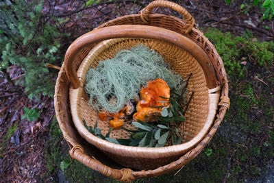 Foraging basket lobster mushroom and plants