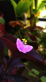 Close-up of purple flower