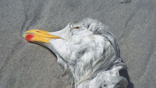 Close-up of dead seagull at sandy beach