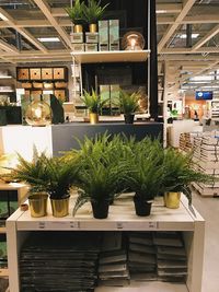 Potted plants in store