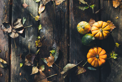 High angle view of pumpkins on leaves