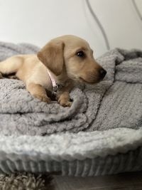 pet