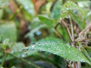 Close-up of raindrops on leaf