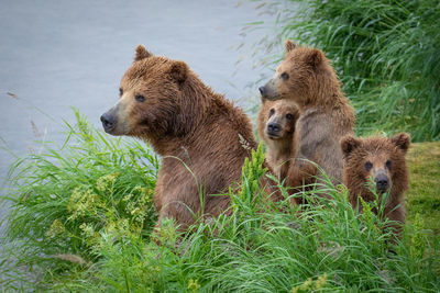 Close-up of a bear