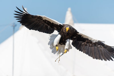 Close up of a stellers sea eagle flying in a falconry demonstration.