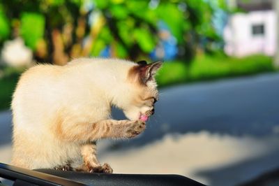 Close-up of a cat