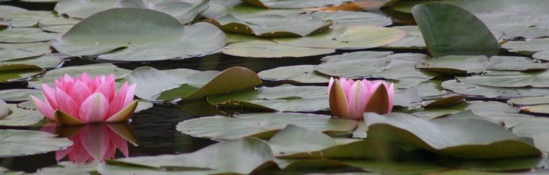 Close-up of pink lotus water lily in pond