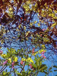 Low angle view of flower tree