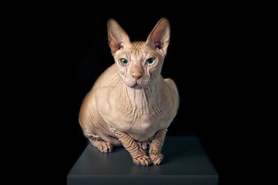 Portrait of cat against black background