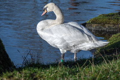bird
