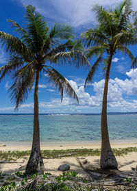Palm tree by sea against sky