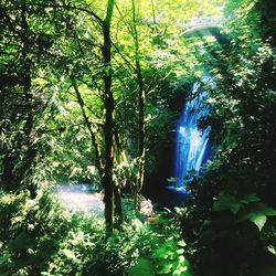 Trees in forest