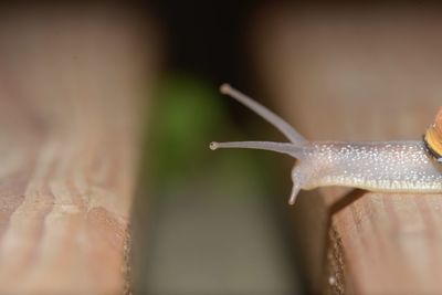 Close-up of snail on wood