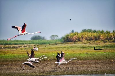 Birds flying over the field