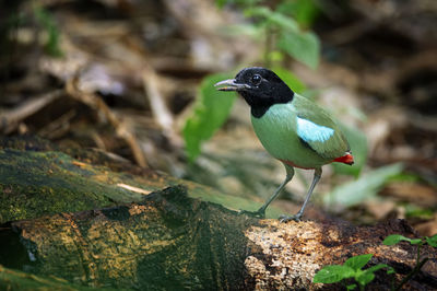 Close-up of bird perching on rock