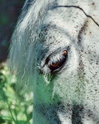 Close-up of a horse