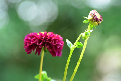 Close-up of pink flowering plant