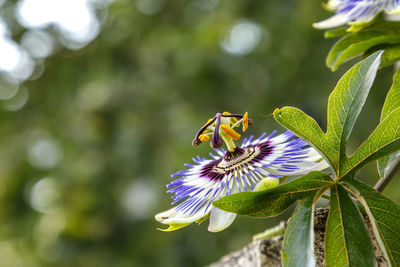 Close-up of honey bee on purple flowering plant