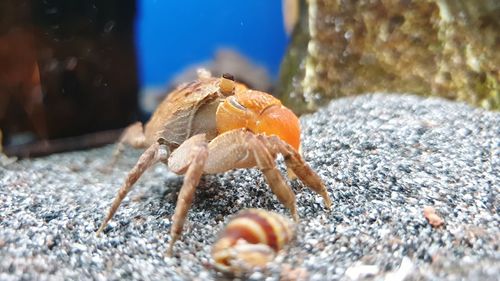 Close-up of orange crab in sea