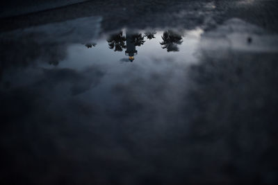 Reflection of tree in lake against sky