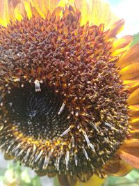 Close-up of bee on sunflower