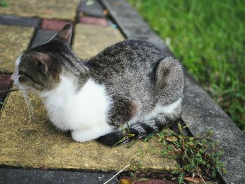 High angle view of cat resting