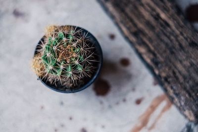 Close-up of cactus in potted plant
