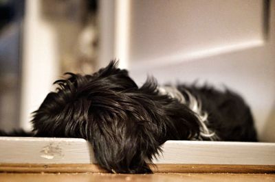 Close-up of a dog looking away