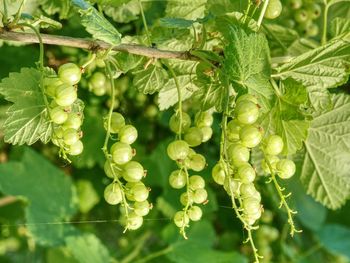 Close-up of berries growing on plant