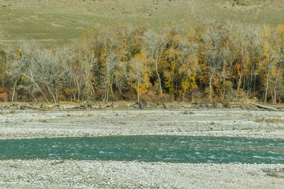 Scenic view of trees on field