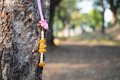 Close-up of pink flower on tree trunk