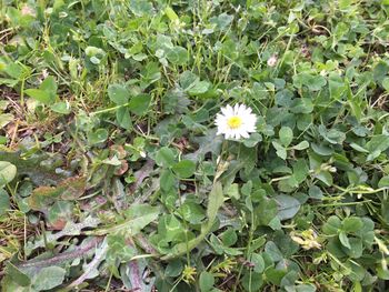 Close-up of white flowers blooming in park