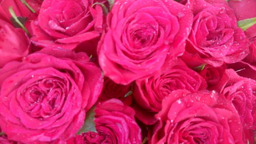 Close-up of pink rose