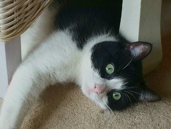 Close-up portrait of cat