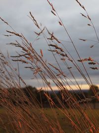 Close-up of grass growing on field against sky