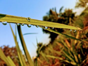 Close-up of wet plant against sky