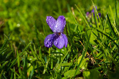 Close-up of water drops on purple crocus flower in field